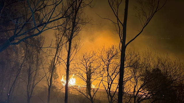 Adana'da çıkan orman yangınına müdahale ediliyor