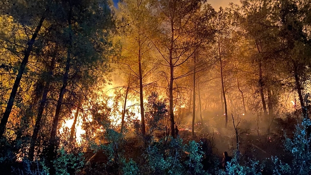 Muğla'da çıkan iki orman yangınına müdahale ediliyor