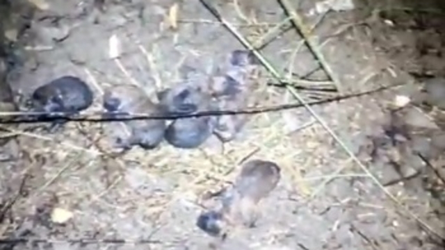 Anız yangınında alevlerin arasında kalan yavru köpekleri itfaiye kurtardı