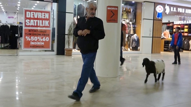 3 aylık kuzusu 'Fulya', peşinden ayrılmıyor