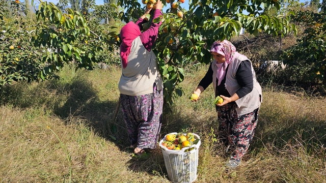 Demirci'de cennet elması üretimi artıyor