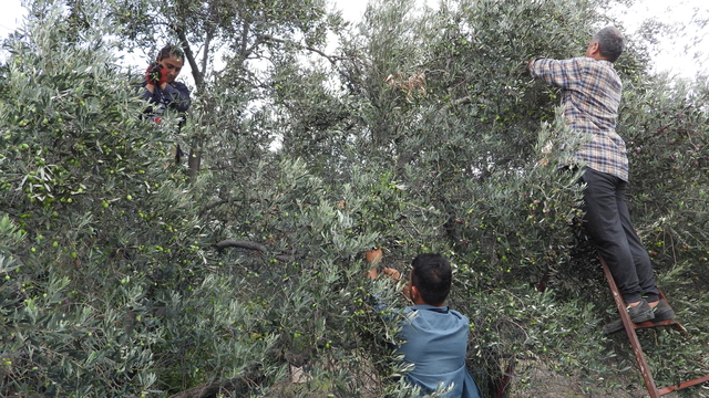 Hatay'ın meşhur halhallı zeytininde hasat dönemi
