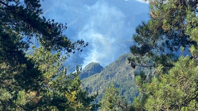Hatay'da ormanlık alanda yangın çıktı
