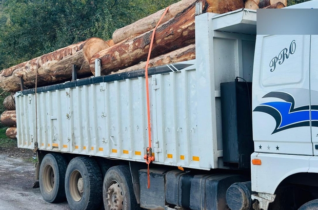 Bolu’da ormanda 1000 ağacın kaçak kesildiği iddiasıyla soruşturma