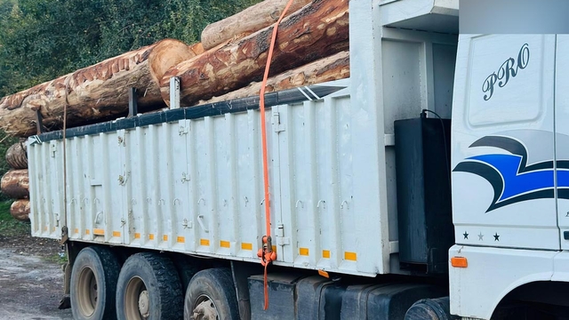 Bolu'da ormanda 1000 ağacın kaçak kesildiği iddiasıyla soruşturma
