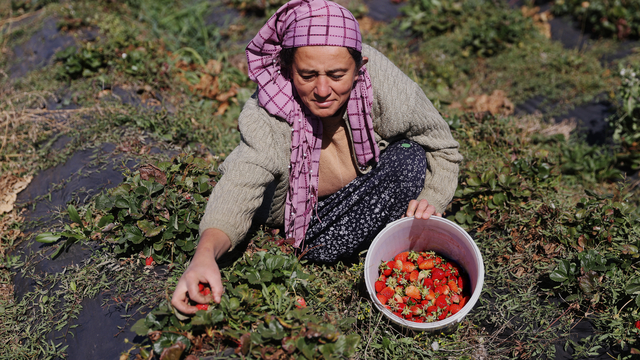 AB tescilli çileğin hasadında üreticiler kış öncesi zamanla yarışıyor
