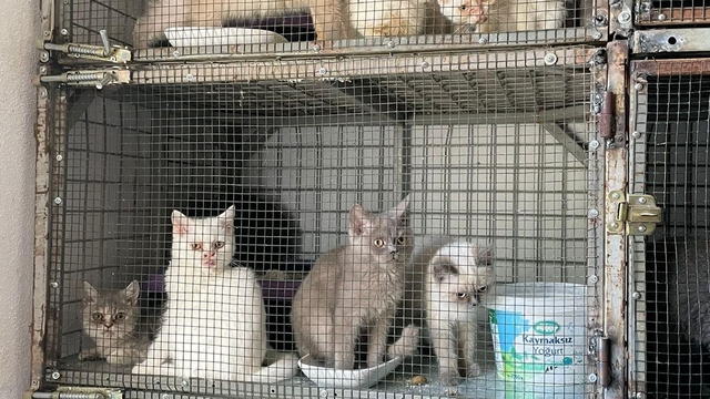 Kırklareli'nde kaçak hayvan ticareti yapan kişiye 1 milyon 241 bin 973 lira ceza uygulandı