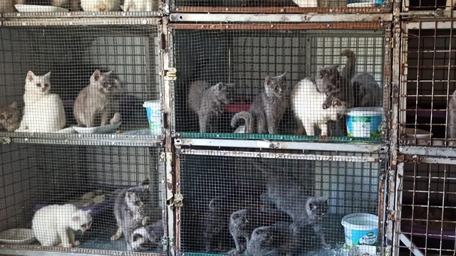 Kırklareli'de kaçak evcil kedi satışına 1 milyon 241 bin lira ceza