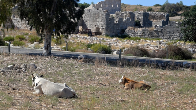 Patara'nın yollarında inek ve koyun zararı