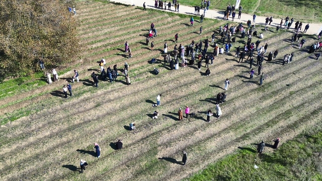 Safranbolu'ya ismini veren safranda hasat başladı
