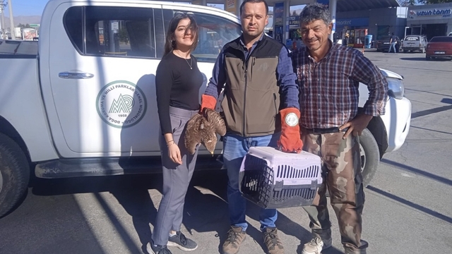 Yaralı çakal ve kızıl şahin koruma altına alındı