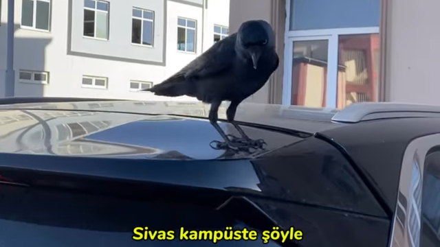Üniversiteli Azra'nın karga ile videosu viral oldu