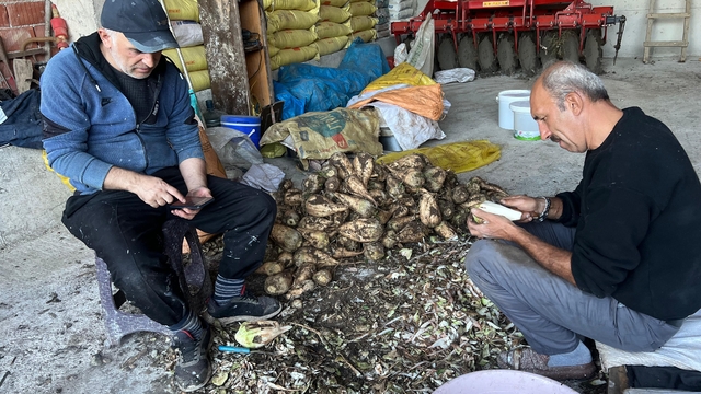 Kavak'ta şeker pancarı pekmezi mesaisi başladı