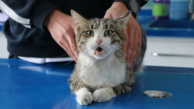 Çuvala konulup, mahalleden uzaklaştırmak istenen kedi sahiplendirilecek