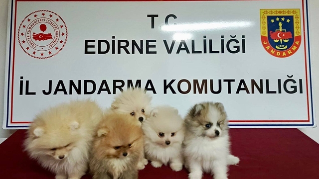 Edirne'de yurt dışından getirilen 5 cins köpek ele geçirildi