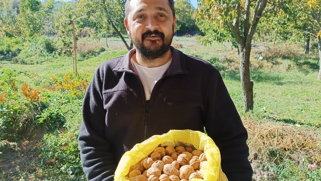 Tosya'da 480 ton ceviz hasadı yapıldı