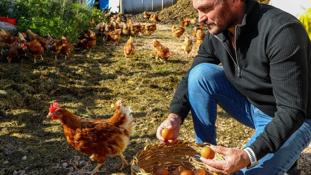 Ordu'da yılda 45 milyon yumurta üretiliyor