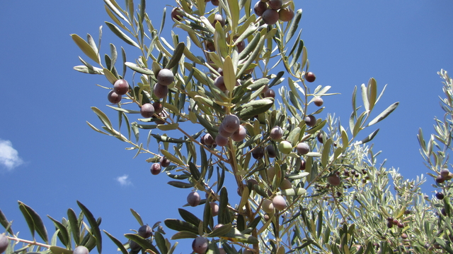Kale'de zeytin festivali düzenlenecek