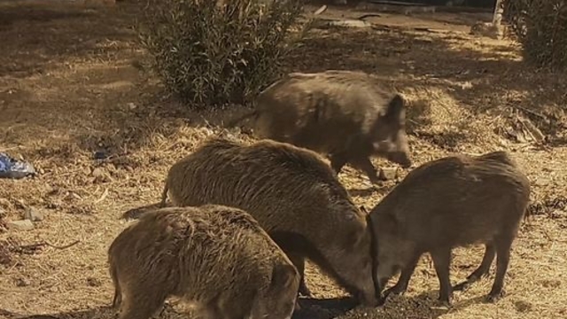 Didim'de aç kalan yaban domuzları şehre indi, o anlar kamerada