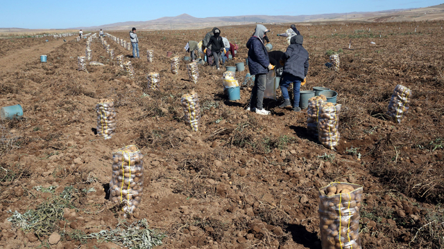 Bitlis'te 50 bin dekar alana ekilen patateste bu yıl verim yüksek