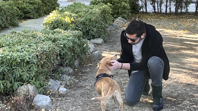 Milas'ta memesinde tümör olan köpek ameliyat edildi