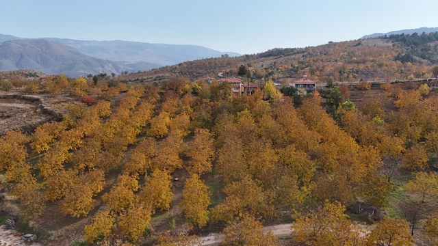 Çorum'da ceviz bahçeleri sonbahar renklerine büründü