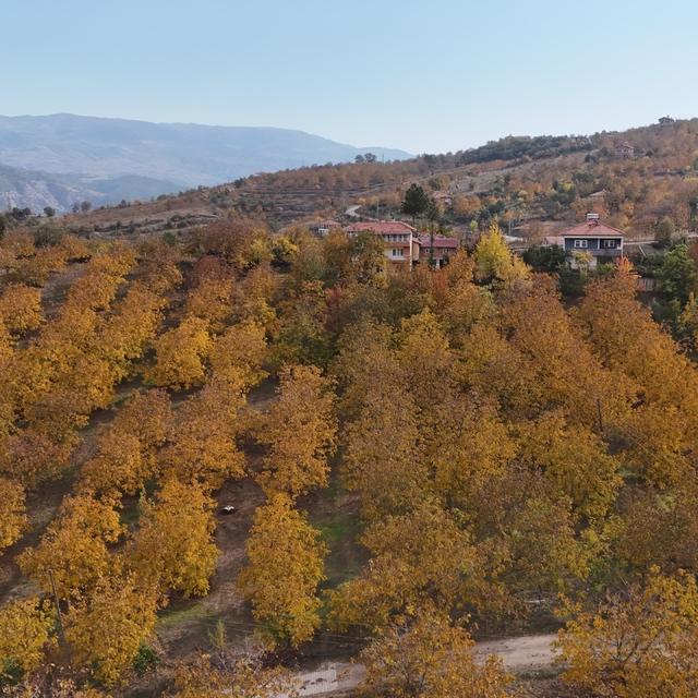 Çorum'da ceviz bahçeleri sonbahar renklerine büründü