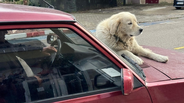 4 yıl önce sahiplendiği 'Binnaz'ı, otomobilin üzerinde gezdiriyor