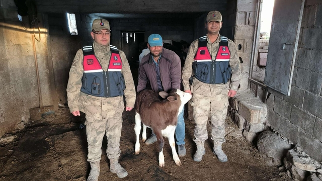 Kilis'te kaybolan buzağı jandarma tarafından bulundu