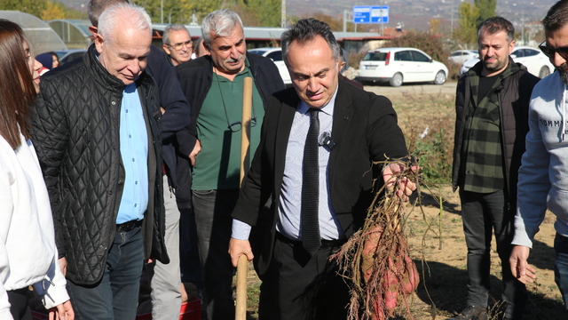 TOGÜ'de tatlı patates hasadı yapıldı