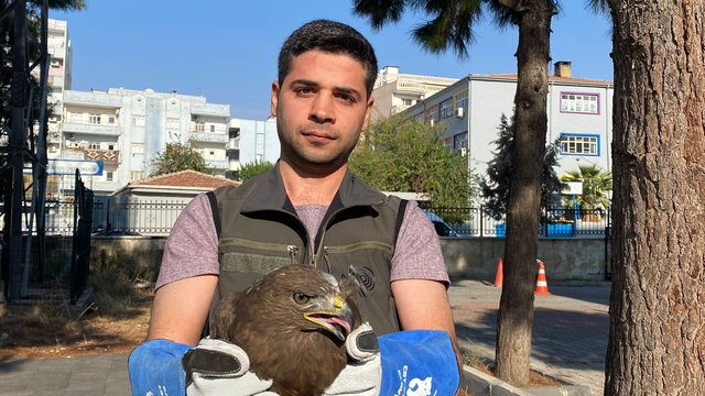 Şırnak'ta yaralı bulunan puhu ve kara şahin tedaviye alındı