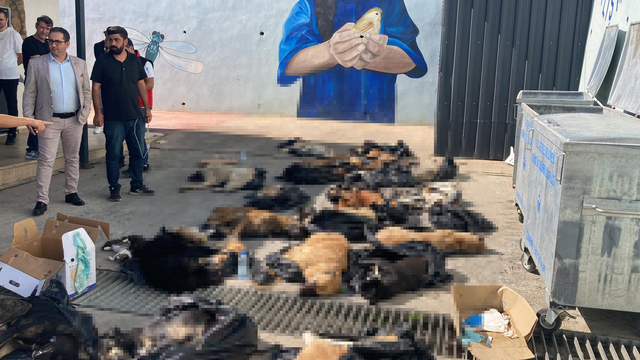Gebze'de hayvan bakım merkezinde 45 hayvanın ölümüyle ilgili otopsi raporu; vurma, çarpma, kesici ve ateşli silah yarası yok