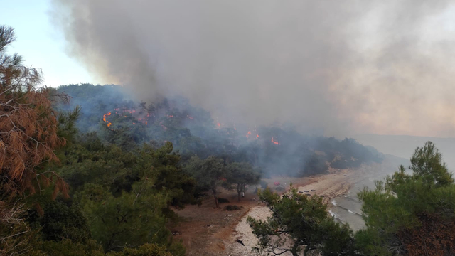 Edirne'de orman yangını