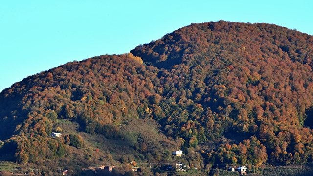 Galeri