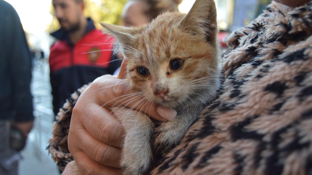 Kırklareli'nde mazgaldan düşen kedi yavrusu kurtarıldı