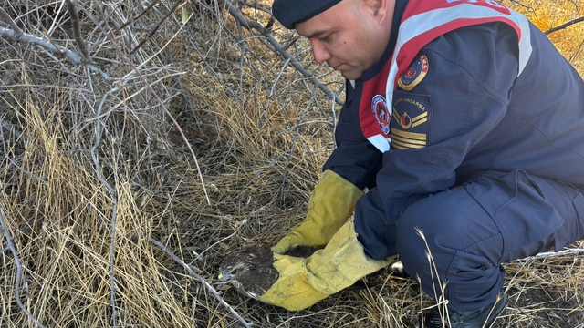 Burdur'da yaralı boz şahini jandarma ekipleri kurtardı