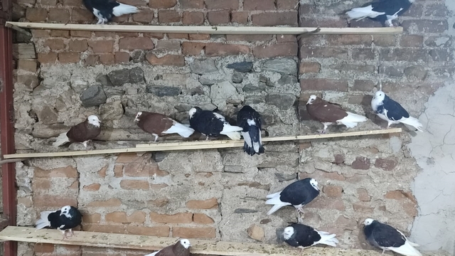 Güvercin tutkunları Bayındır'da düzenlenen mezatta bir araya geliyor