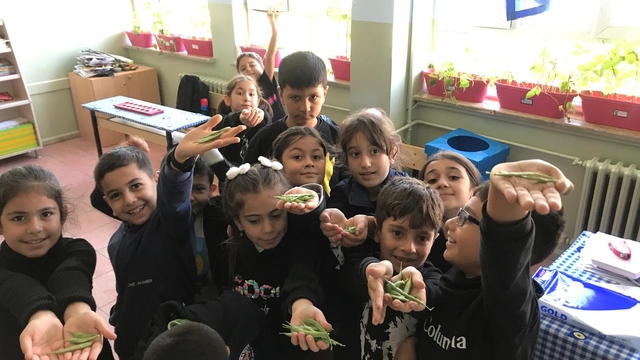 Keban'da öğrenciler okulda kurdukları serada fasulye hasat etti