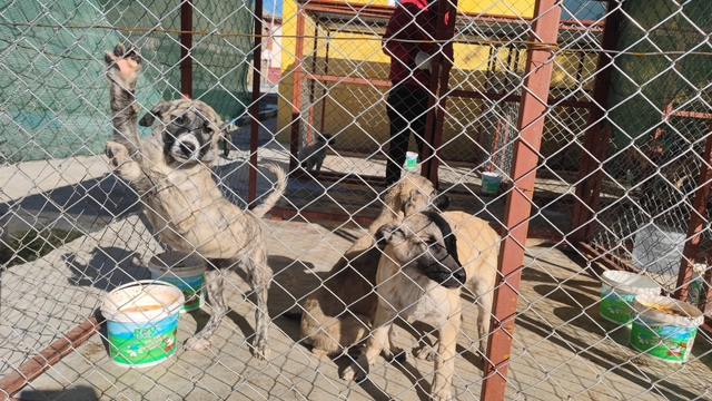 Adilcevaz'da kurulan merkez, sahipsiz köpeklere "yuva" oldu