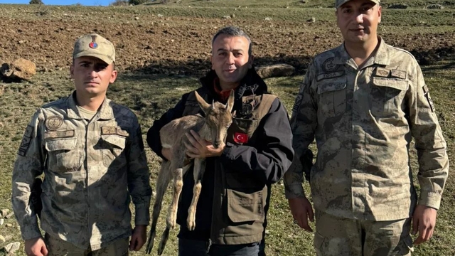 Erzurum'da kartalın yaraladığı yaban keçi yavrusu tedaviye alındı