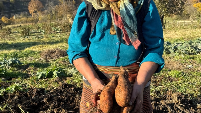 Giresun'da tatlı patatesin çiftçiye yeni gelir kaynağı olması hedefleniyor