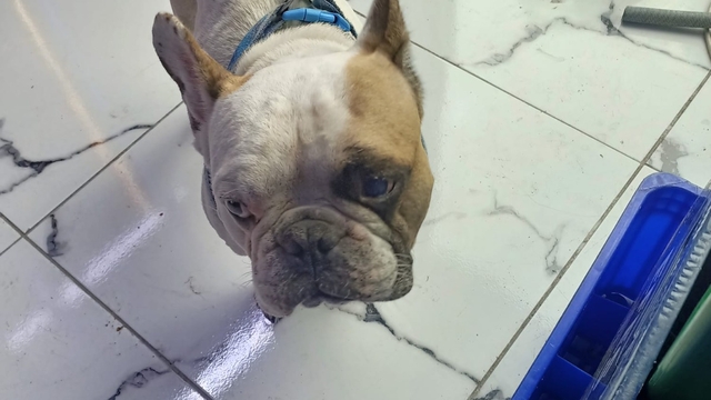 Kayseri'de köpeği aydınlatma direğine vuran zanlı yakalandı