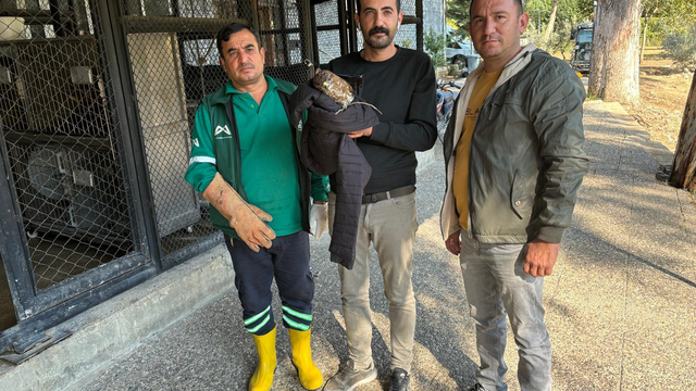 Tarsus'ta bulunan yaralı doğan tedaviye alındı