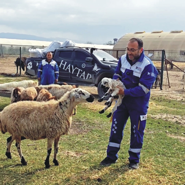 Yangında yaralanan koyun, 4 ay sonra doğum yaptı