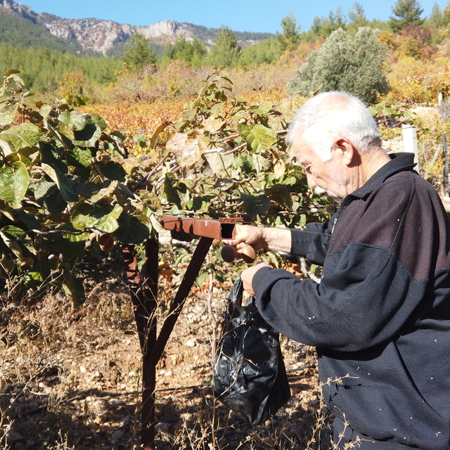 Saimbeyli'de kivi hasadı yapıldı