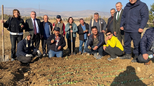 Mecitözü'nde salep fidanları toprakla buluşturuldu