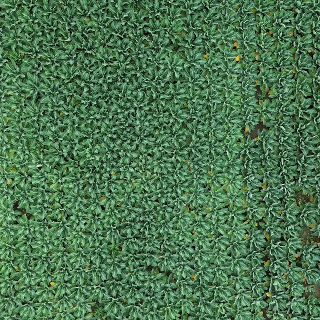 Bafra Ovası'nda 13 bin ton brokoli rekoltesi bekleniyor