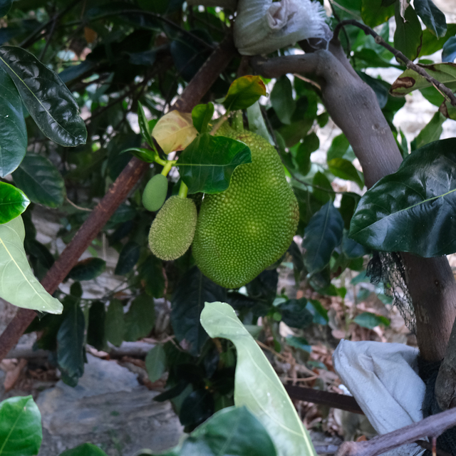 5 yıl önce Vietnam'dan getirttiği jackfruit meyvesini Türkiye'de yetiştirme...