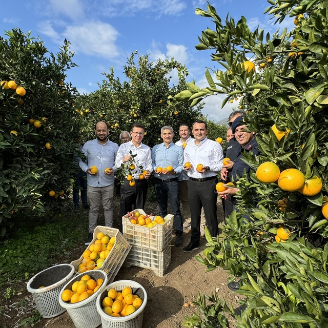AK Parti Antalya Milletvekili Uslu portakal hasadına katıldı