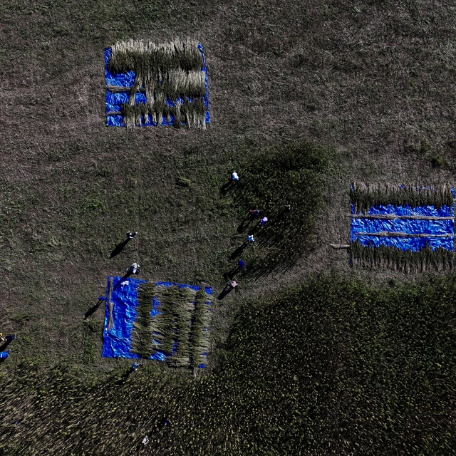 Üniversitenin deneme arazisinde yetiştirilen kenevir katma değerli ürünlere...